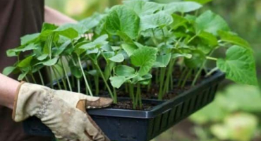 Kdy zasadit okurky na otevřeném prostranství v roce 2022 podle lunárního kalendáře